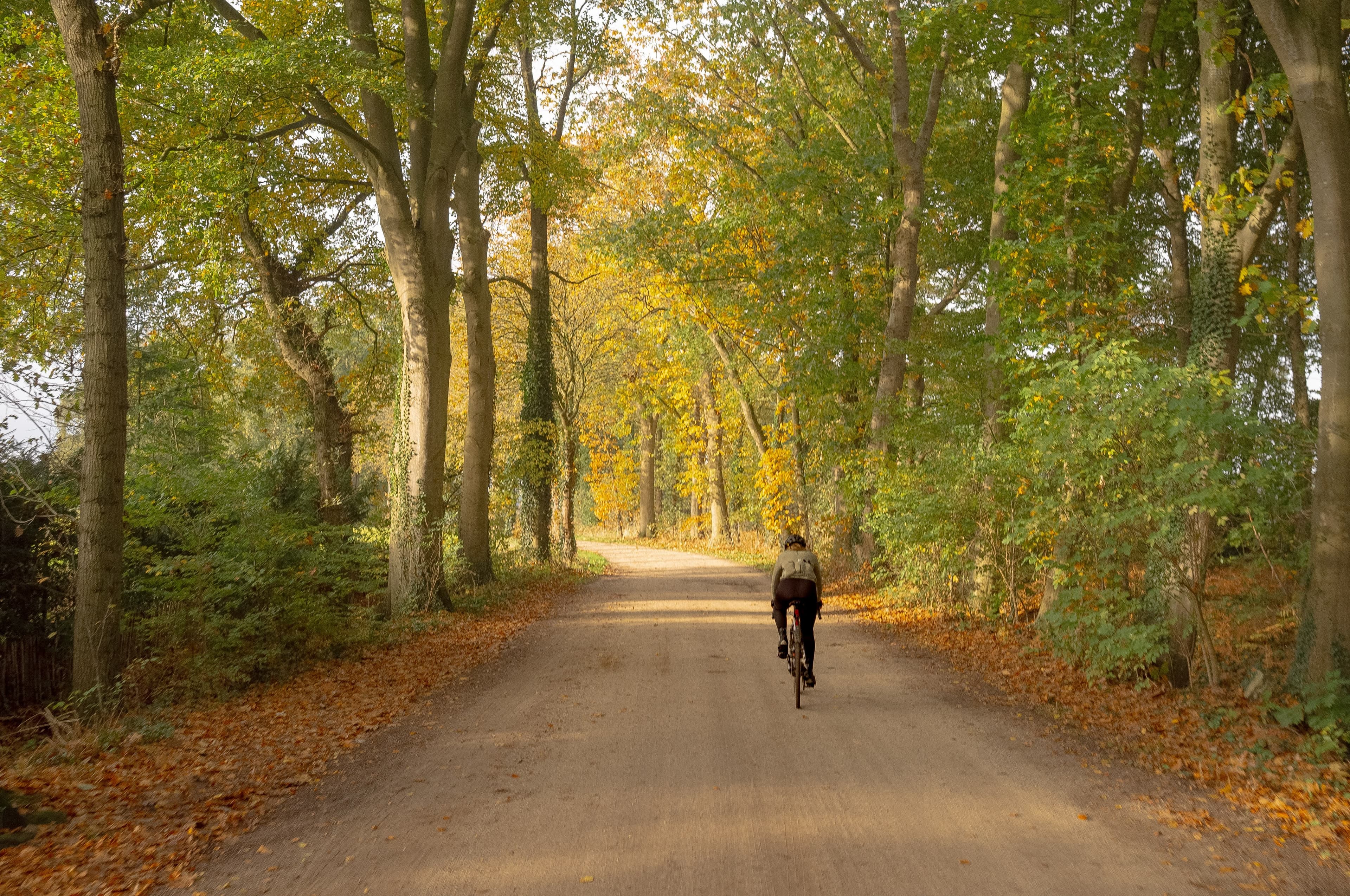 Cycling through autumn forest with fallen leaves